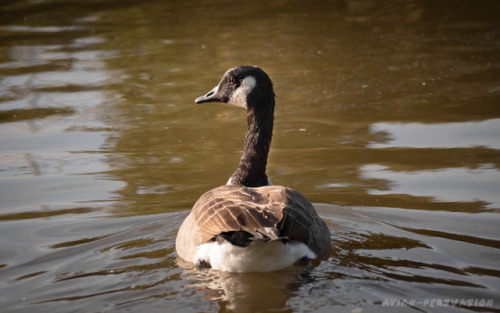 Canada goose (Branta canadensis) – Leazes Park, Newcastle upon TyneGeese have something of an aggres