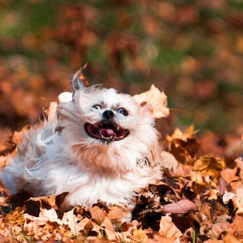 thriveworks: Dogs Freaking Out Over Fall (see 7 more)