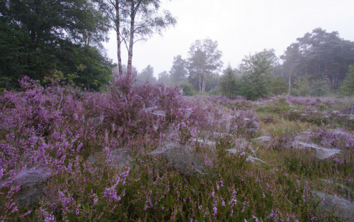90377: Early morning heather in the forest by Maurice Uiterweerd
