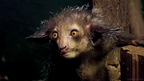 biomorphosis:  Aye-aye is one of the strangest looking primates. They can only be
