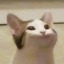 kamokpushok