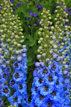 Delphinium