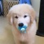 babyotterpop