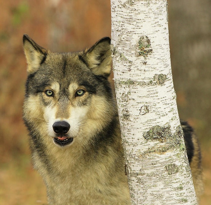 beautiful-wildlife:  Timber Wolf by © Herbert Fields  Are U a LONEWOLF?