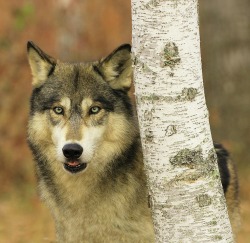 beautiful-wildlife:Timber Wolf by © Herbert Fields
