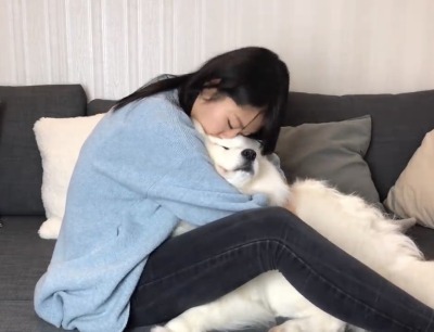 ask-genie:herloveisneverwrong:homo-sex-shoe-whale:Fun fact: Samoyeds were bred largely as sled dogs, but they were also used as warming dogs, meaning they would lay on their owners to keep them warm in harsh cold climates. This means that if you hug a