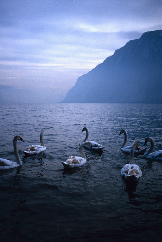 015/366
I took this while visiting some friends in Abbadia Lariana, on Lake Como in Italy, just after the turn of the Milennium. Pretty magical moment, right place at the right time.