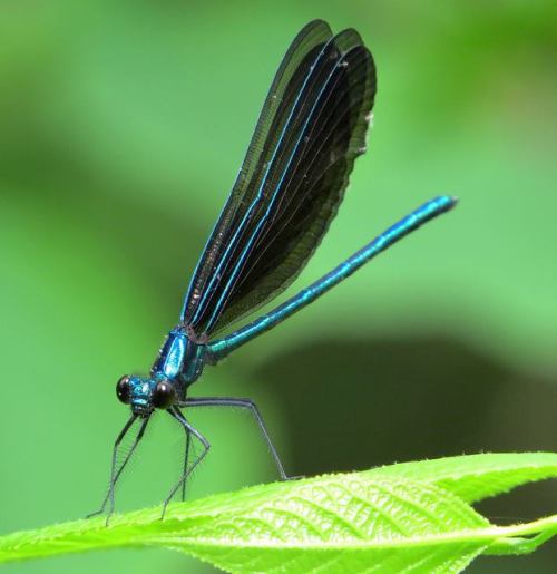 rhamphotheca:Jewelwing DamselfliesFive species of jewelwing are found in North America. River Jewelw