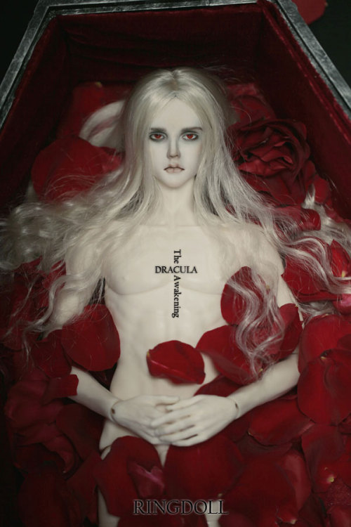 ringdoll:  New release of Ringdoll–Dracula.Dracula is a limited edition with unique style, can be purchased from Feburary 14th, 2015 to May 14th, 2015.This edition will be discontinued when limited purchased time ends but the basic doll(without make-up)