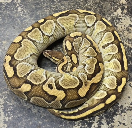 .2 Lesser Ball Pythons produced by Eleven-Nineteen Reptiles