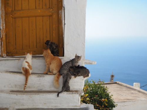 juliahoskins:Cats of Tinos.  Greece.