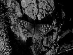 blackoutraven:  Dark Butterfly 
