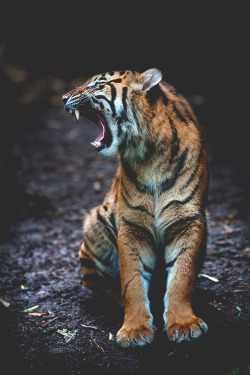 wearevanity:  Powerful yawn | WAV 