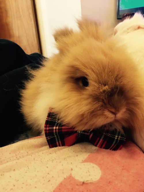 Thanks @knitbone for this darling bow!  The bunnies are looking dapper.