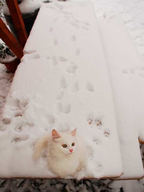 Kitten on Snowy Table(by jojobob)