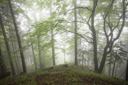 Foggy forest I by Sina@@filckr on Flickr.