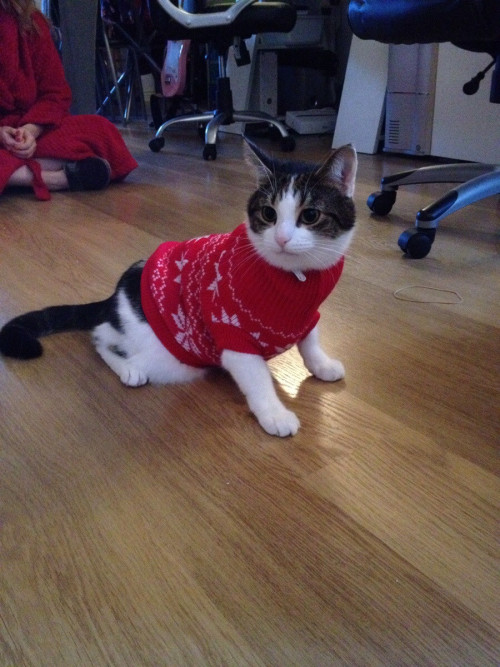 fuckyeahcatsweaters:emwolgat:Cats love sweaters tooHappy Caturday!!