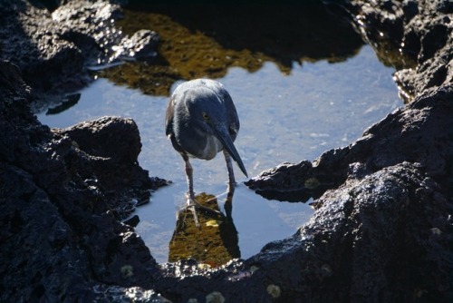 Galápagos Islands Part Two.  There is an abundance of bird life on the islands, these photos 
