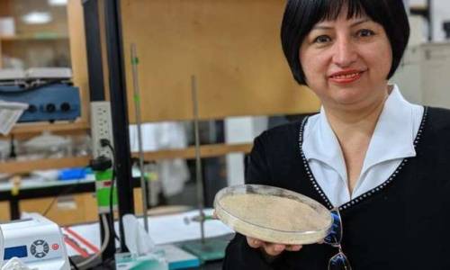 Researcher uses canola to create biodegradable cling wrapA University of Alberta researcher has foun
