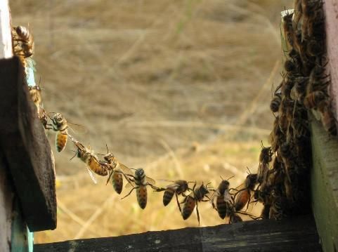 A lacework of bees hanging together, leg-to-leg, between the frames of comb is called