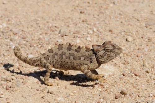 chamaeleo namaquensis