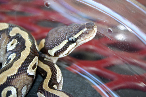 mister-hisser:Kalahari, 2 month old female mojave ball python