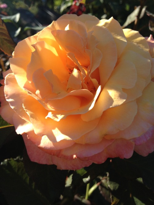 peach rose