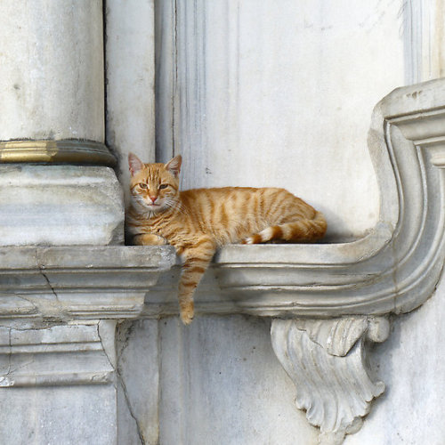 followthewestwind:Relaxing on marble (Eyüp)