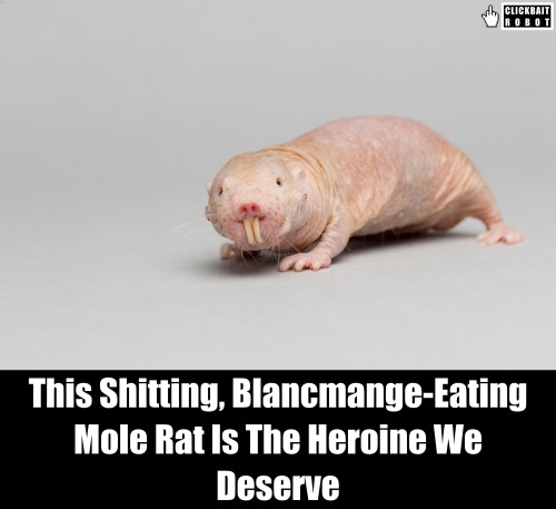 clickbaitrobot: This Shitting, Blancmange-Eating Mole Rat Is The Heroine We Deserve