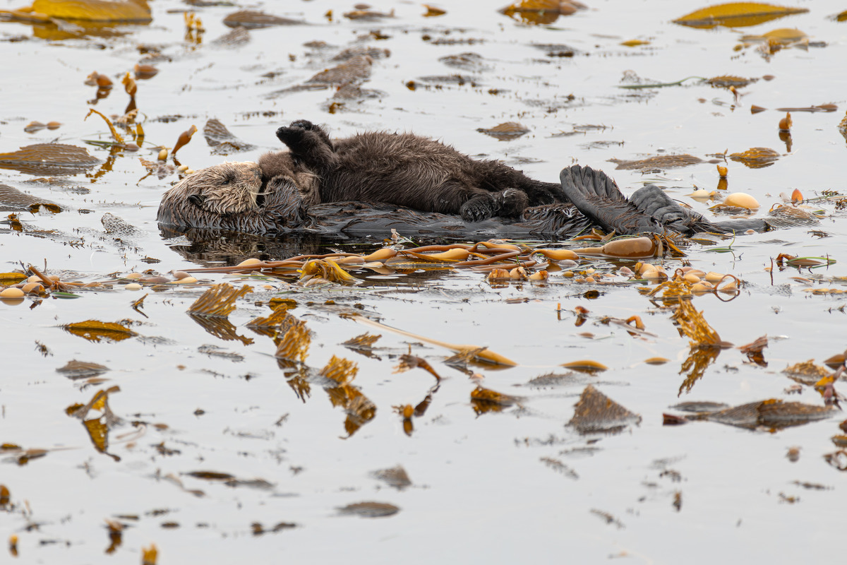 A mother sea otter floating in a kelp forest bed, a pup lays atop her stomach, its paws gently outstretched.