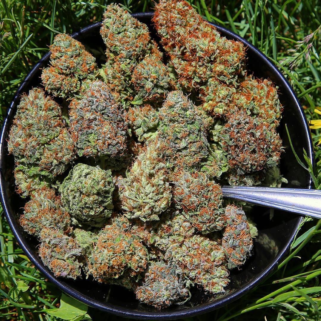 dank-purps:  What do you put in your bowl? 😉 🔥😙💨🚀 Repost @chewberto420