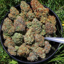 dank-purps:  What do you put in your bowl?