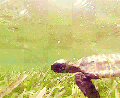 these-times-shall-pass:  baby animal posts daily 