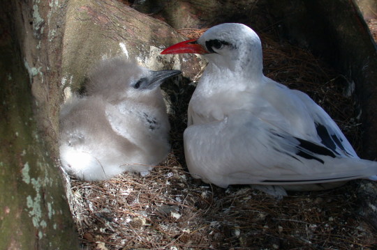 Mexican Pacific islands are safe havens for seabirds thanks to