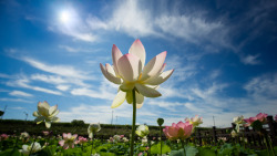 euph0r14:  nature | White lotus | by ace4card