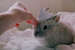 thecutestbunnies:  [x]  He has a hat!