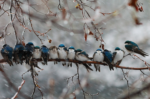 accessiblecoldtimes: nubbsgalore: swallows huddled for warmth, photographed by keith williams and da