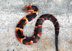 reptilesrevolution:This is a very colorful, and young, Broad-banded water snake (Nerodia fasciata confluens). This snake occurs across much of the southeastern United States including the eastern third of Texas. Broadening of the head (demonstrated here)