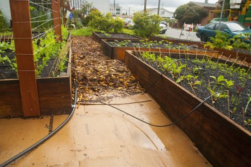 priceofliberty:  Man replaces lawn with vegetable porn pictures