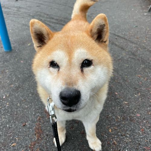 今日も風が強いですね #dog #doge #shiba #shibe #shibainu #shibastagram #komugi #柴犬 #赤柴 #しばいぬ #柴犬の小麦さん #14歳  htt