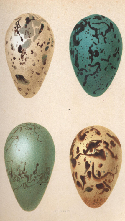 The History of British Birds, 6 vol 1851-1857, by Francis Orpen Morris via: Bonhams
