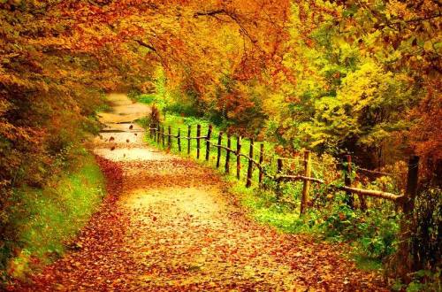 rosiesdreams:  Autumn to be sure 