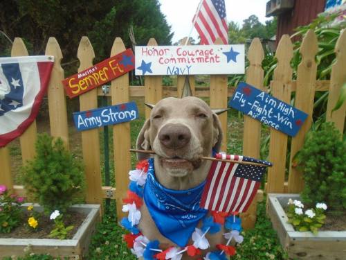 awwcutepets:My aunt takes themed photos with her dog Ruger for every holiday. Happy Memorial Day!