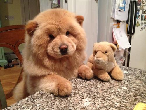cuteness-daily:  Cute animals with stuffed adult photos