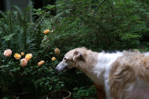 gentleherald:running-dog:Phoenix, 10 months.@autistic-harry-hotspur