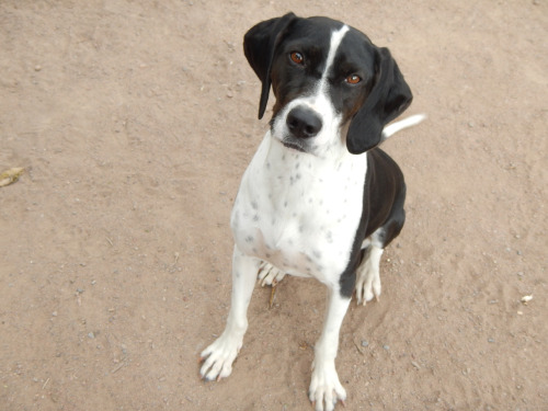 shepherd-tails:  shepherd-tails:  shepherd-tails:  handsomedogs:  Handsomedogs’ Photography Contest IXRound 2  If you’re just joining us and are confused as to what ‘Round 2″ means.. This contest received over 300 entries, and narrowing them