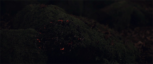 blazepress:  Digital Projection Mapping Turns the Forest into a Glowing Wonderland 