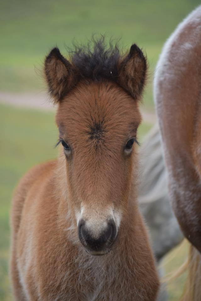 scarlettjane22:    Megalong Icelandic Horses  