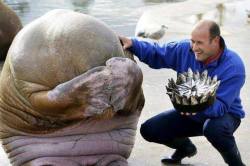 asapscience:  A walrus’s reaction after receiving a fish cake for his birthday 