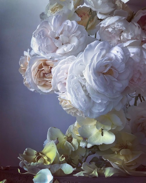 nevver:In lieu of flowers, Nick Knight